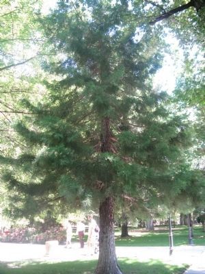 Sierra Redwood. Click for full size. Sierra Redwood image. Click for full size.