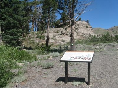 Naming of Carson Pass Marker. Click for full size. Naming of Carson Pass Marker image. Click for full size.