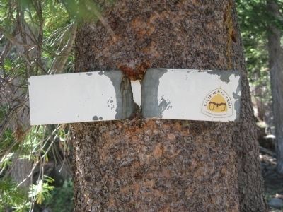 California National Historic Trail Marker Embedded in Tree image. Click for full size.