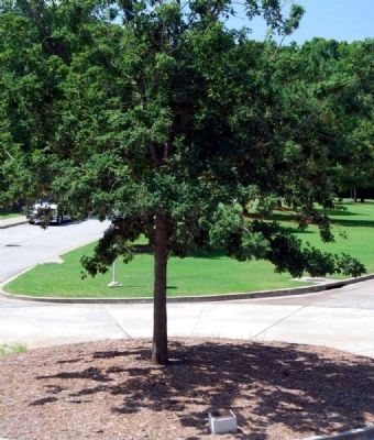 J. Strom Thurmond Centennial Tree and Marker image. Click for full size.