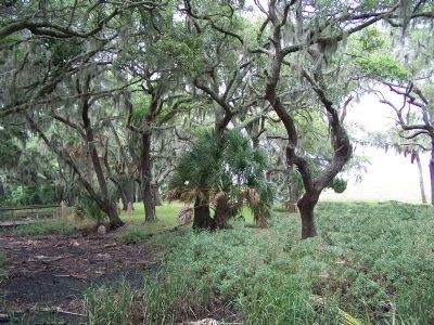 Parris Island forest area image. Click for full size.