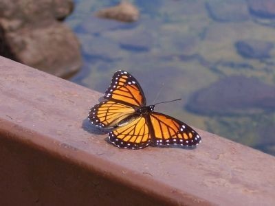 Wildlife on the Savannah River. Click for full size. Wildlife on the Savannah River image. Click for full size.