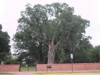 Marker and the Salem Oak Tree image. Click for full size.