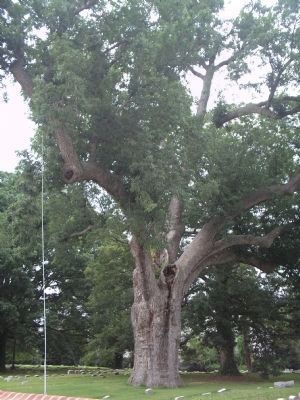The Famous Salem Oak Tree image. Click for full size.