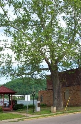 Wellsburg's Giant Sycamore and Marker image. Click for full size.