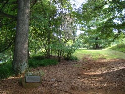 Willow Oak Trunk and Marker image. Click for full size.