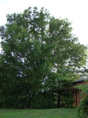 One of the Willow Oaks 33 Years Later image. Click for full size.