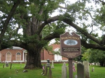 Basking Ridge Presbyterian Church - Great Oak image. Click for full size.