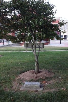 Many Donated Trees with Markers.. Click for full size. Many Donated Trees with Markers. image. Click for full size.