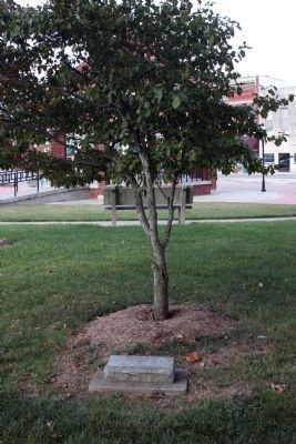 Dogwood Tree & A Memorial. . .. Click for full size. Dogwood Tree & A Memorial. . . image. Click for full size.
