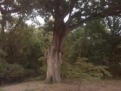 The Linden Oak image. Click for full size.