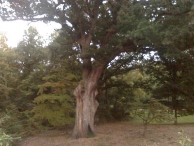 The Linden Oak image. Click for full size.