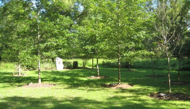 Grove of trees near marker. Click for full size. Grove of trees near marker image. Click for full size.