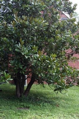 Andrew Jackson Magnolia Tree image. Click for full size.