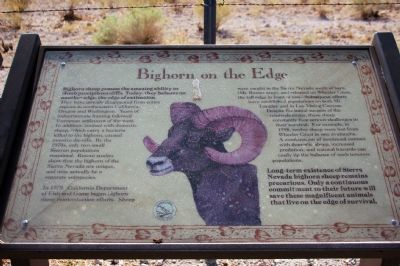"Bighorn on the Edge - Bighorn Sheep. Click for full size. "Bighorn on the Edge - Bighorn Sheep image. Click for full size.