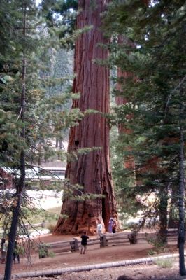Sequoia-Kings Canyon National Parks image. Click for full size.