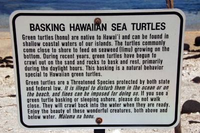 Basking Hawaiian Sea Turtles image. Click for full size.