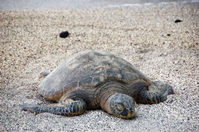 Basking Hawaiian Sea Turtle image. Click for full size.
