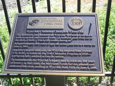 Wye Oak * National Champion White Oak Marker. Click for full size. Wye Oak * National Champion White Oak Marker image. Click for full size.
