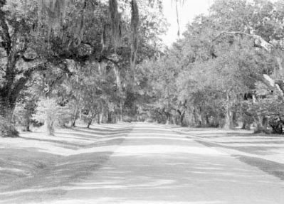 Mepkin Plantation Oak Avenue. Click for full size. Mepkin Plantation Oak Avenue image. Click for full size.