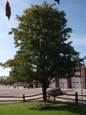 "Tammy Letner"  Memorial Tree image. Click for full size.