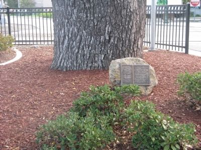 Black Walnut Trees Marker. Click for full size. Black Walnut Trees Marker image. Click for full size.