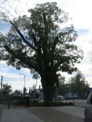 Black Walnut Tree image. Click for full size.