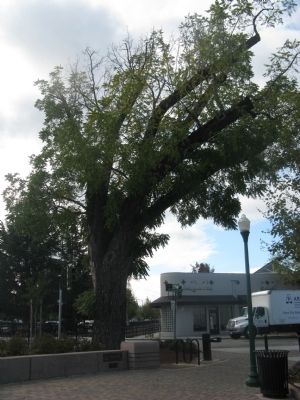 Black Walnut Tree. Click for full size. Black Walnut Tree image. Click for full size.