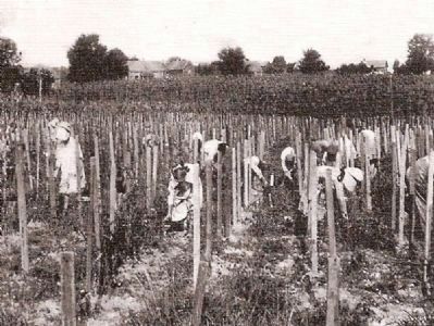 The Abbeville Cotton Mill Tomato Club. Click for full size. The Abbeville Cotton Mill Tomato Club image. Click for full size.