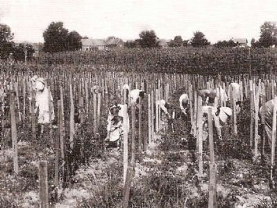 The Abbeville Cotton Mill Tomato Club image. Click for full size.