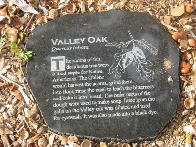 Valley Oak - <i>Quercus lobata</i> image. Click for full size.