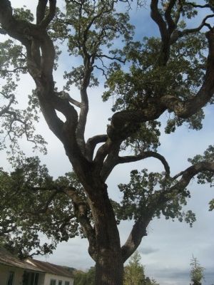 Valley Oak. Click for full size. Valley Oak image. Click for full size.