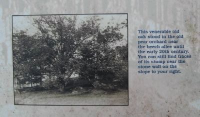 Old Oak image. Click for full size.