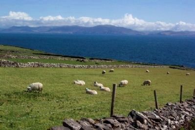 Sheep Grazing Next to Dunbeg Promontory Fort image. Click for full size.