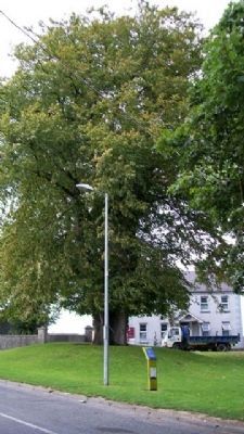 The Lime Tree and Marker. Click for full size. The Lime Tree and Marker image. Click for full size.