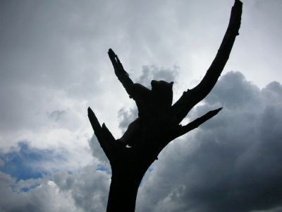 Rendering of Smokey in the tree as he was found. Click for full size. Rendering of Smokey in the tree as he was found image. Click for full size.