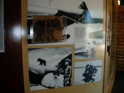 Museum display of Smokey with the Ranger who found him. image. Click for full size.