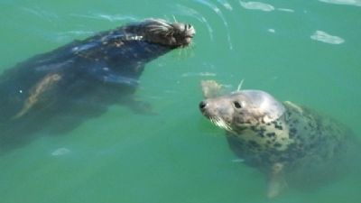 Seals in Howth Harbor. Click for full size. Seals in Howth Harbor image. Click for full size.