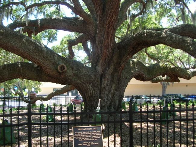 The Baranoff Oak and Marker image. Click for full size.