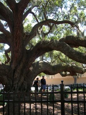 The Baranoff Oak image. Click for full size.