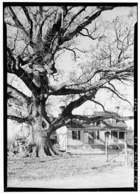 Wye Oak, c. 1936 image. Click for full size.