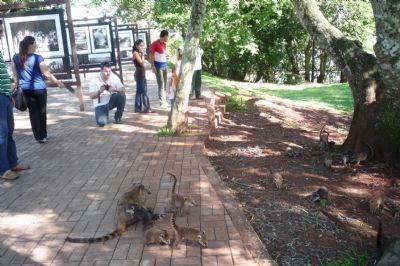 Tourists playing with a family of wild quati at exibit center near Santos-Dumont Memorial. Click for full size. Tourists playing with a family of wild quati at exibit center near Santos-Dumont Memorial image. Click for full size.