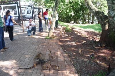 Tourists playing with a family of wild quati at exibit center near Santos-Dumont Memorial image. Click for full size.