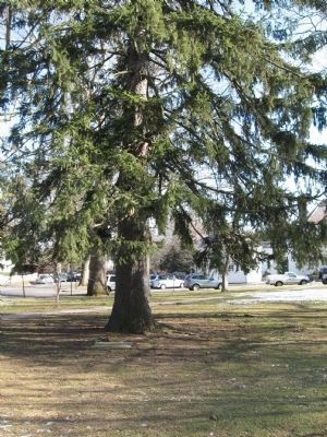 Community Tree and its Marker image. Click for full size.
