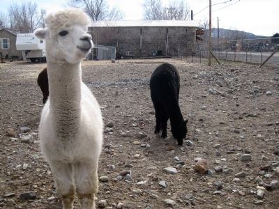 Camels in Dayton? image. Click for full size.