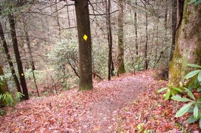 William Bartram Trail. Click for full size. William Bartram Trail image. Click for full size.