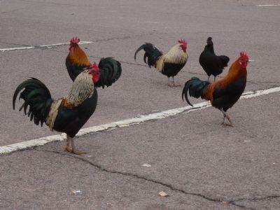 Small-sized Guardians of Sahuaro Ranch Park. Click for full size. Small-sized Guardians of Sahuaro Ranch Park image. Click for full size.