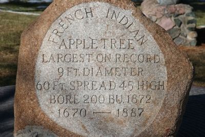 French Indian Apple Tree Marker. Click for full size. French Indian Apple Tree Marker image. Click for full size.