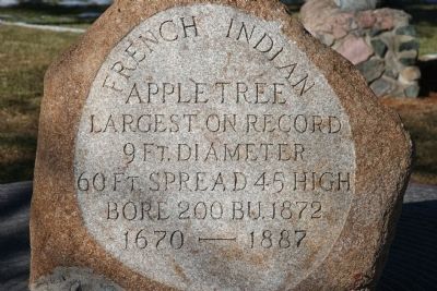 French Indian Apple Tree Marker image. Click for full size.