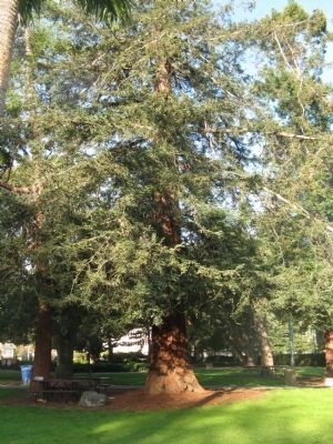 Redwood Tree. Click for full size. Redwood Tree image. Click for full size.